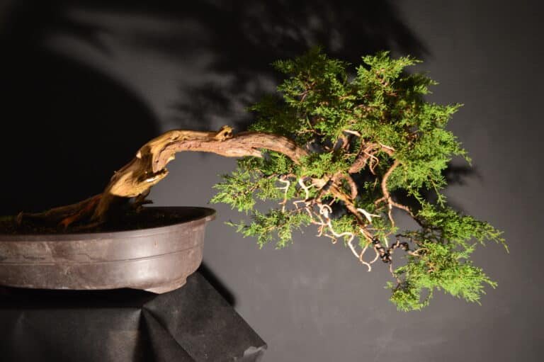 juniperus bonsaï semi-cascade